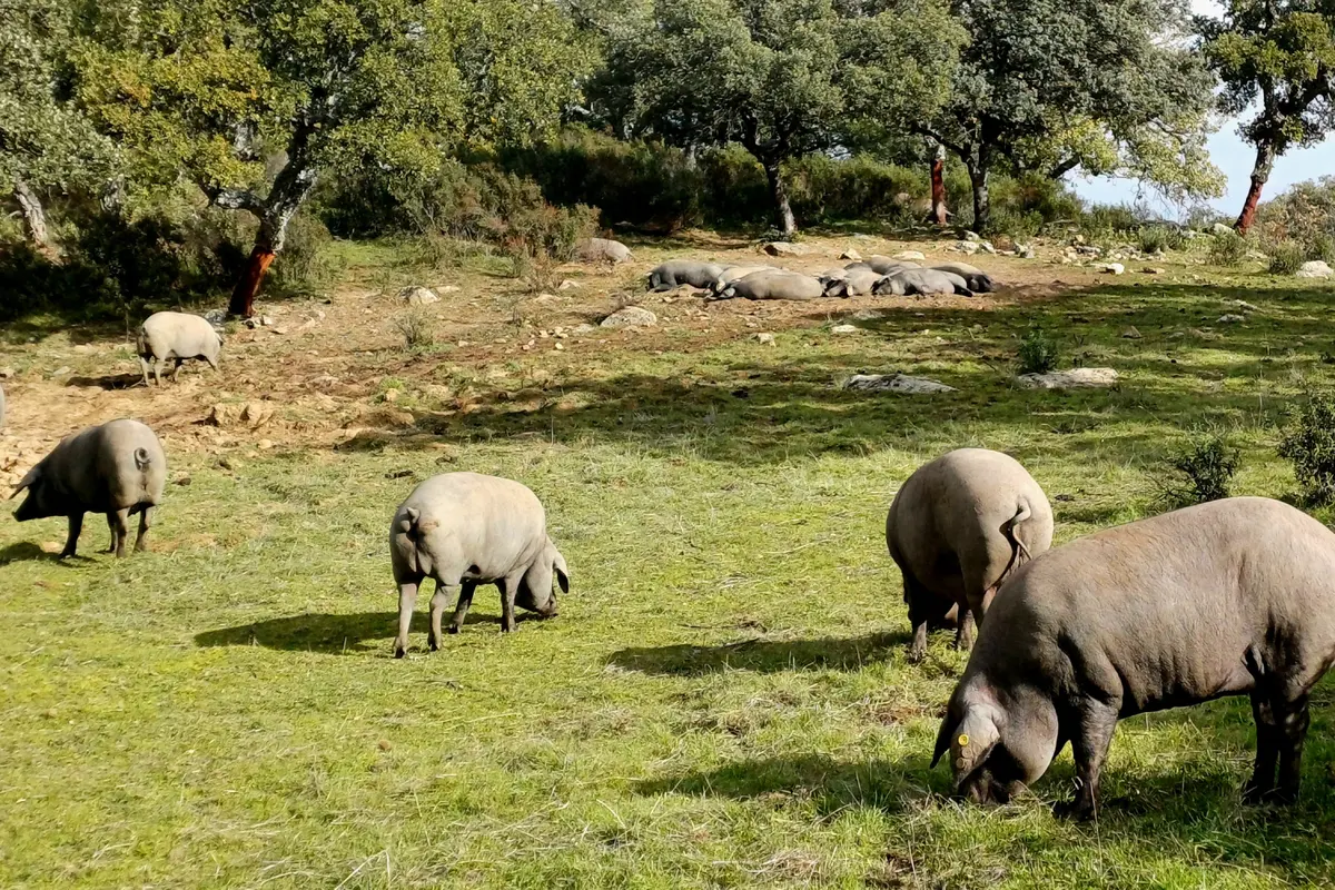 Ruta del Cerdo Ibérico en Aracena