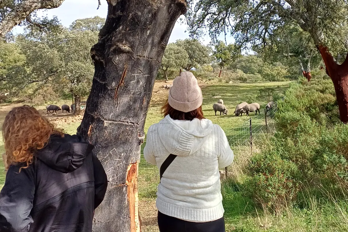 Ruta del Cerdo Ibérico en Aracena