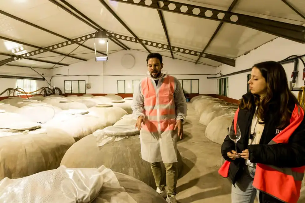 Tour del vino y aceite de oliva